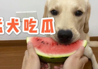 娱乐吃瓜蛋仔名字大全,趣味横生的昵称盛宴