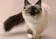 巴厘猫,优雅长毛猫的起源、性格与养护指南