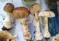 娱乐吃瓜酱毒蘑菇,毒蘑菇事件背后的真相