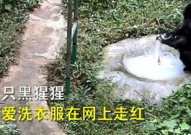 重庆一黑猩猩爱洗衣服被评为劳模,重庆黑猩猩成动物界“劳模”引网友热议