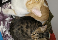 娱乐吃瓜猫嘎嘎