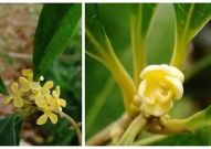 娱乐吃瓜酱桂花树,桂花树下那些不为人知的娱乐圈秘闻